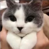 gatitos tiernos 7