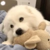 ️Lindas mascotas 5