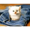 gatitos tiernos 8
