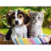 Dog 1 5