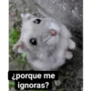 ¿porque me ignoras?