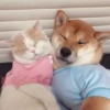 ️Lindas mascotas 6