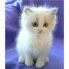 gatitos tiernos 9