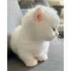 gatitos tiernos 10