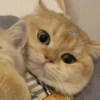 ️Lindas mascotas 7