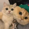 ️Lindas mascotas 8