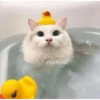 gatitos tiernos 11