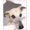 Dog 1 6