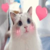 ️Lindas mascotas 9