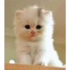 gatitos tiernos 12