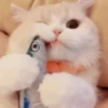 ️Lindas mascotas 10