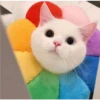 gatitos tiernos 13
