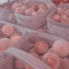 Pιᥒk Aesthetιc Soft 13
