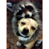 Dog 1 8