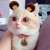 ️Lindas mascotas 11