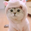 ️Lindas mascotas 12