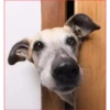 Dog 1 9