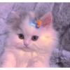 gatitos tiernos 14