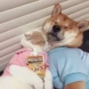 ️Lindas mascotas 13