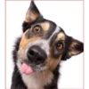 Dog 1 10
