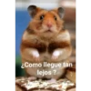 ¿Como llegue tan lejos 7