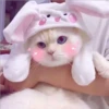 gatitos tiernos 15