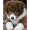 Dog 1 11