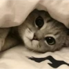 gatitos tiernos 16