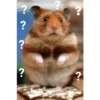 ? ? ? ?