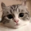 gatitos tiernos 17