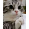 gatitos tiernos 18