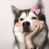 ️Lindas mascotas 16
