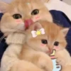 ️Lindas mascotas 17