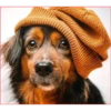 Dog 1 16
