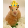 Hamsters 24