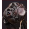Dog 1 18