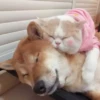 ️Lindas mascotas 18