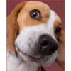 Dog 1 21