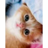 gatitos tiernos 20