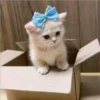 gatitos tiernos 21