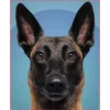 Dog 1 22