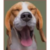 Dog 1 23