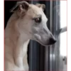 Dog 1 25