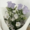 Flowers aesthetic 19
