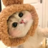 ️Lindas mascotas 21