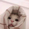 gatitos tiernos 24