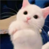 gatitos tiernos 25