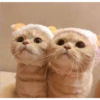 gatitos tiernos 26