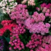 Flowers aesthetic 22