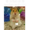yo